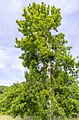 Berlins Poplar (Populus berolinensis) in spring
