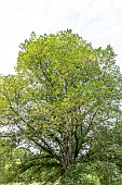Dutch elm (Ulmus hollandica) Doodens in spring