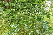 Dutch elm (Ulmus hollandica) Doodens foliage in spring