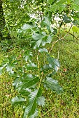 Dutch elm (Ulmus hollandica) Doodens foliage in spring