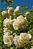 White Roses of Climbing Rose Iceberg