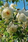 White Roses of Climbing Rose Iceberg