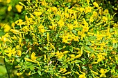 Shrubby Jasmine (Jasminum fruticans) in bloom