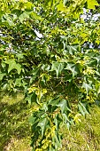 Cappadocian maple (Acer cappadocicum) leaves and samaras in spring