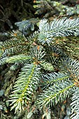 Colorado spruce (Picea pungens) Koster in spring