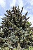 Colorado spruce (Picea pungens) Koster in spring