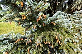 Colorado spruce (Picea pungens) Koster in spring