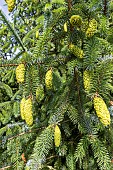 Norway spruce Picea abies Acrocona, cones in spring