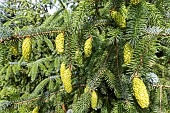 Norway spruce Picea abies Acrocona, cones in spring