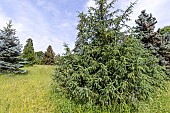 Norway spruce Picea abies Acrocona in spring