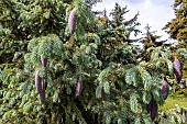 Englemann Spruce (Picea engelmannii) Glauca in spring