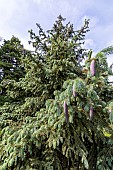 Englemann Spruce (Picea engelmannii) Glauca in spring