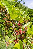 Black Mulberry (Morus nigra), leaves and fruits in spring