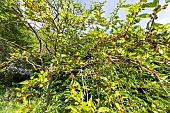 Black Mulberry (Morus nigra) in spring