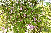 Stephan jasmine (Jasminum stephanense) Breeder : Thomas Javitt (FRA) 1921