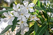 Oleander (Nerium oleander) white, Gard, France