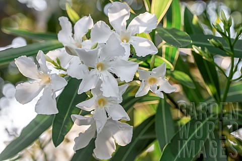 Oleander_Nerium_oleander_white_Gard_France