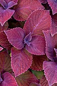 Coleus (Solenostemon scutellarioides)