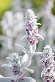 Lambs-ear (Stachys byzantina)