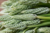 Pyrenees-Star-of-Bethlehem (Loncomelos pyrenaicus), Wild asparagus, Prussian asparagus