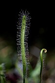 Cape sundew (Drosera capensis), green form