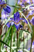 Siberian iris (Iris sibirica)