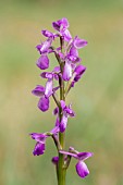 Slender green-winged orchid (Anacamptis morio subsp. picta), Aude, France