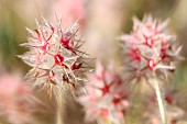 Star clover (Trifolium stellatum), Gard, France