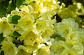 Rhododendron Golden Star, flowers