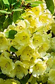 Rhododendron Golden Star, flowers