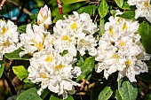 Rhododendron Cunninghams White, flowers