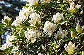Rhododendron Cunninghams White, in bloom