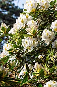 Rhododendron Cunninghams White, in bloom