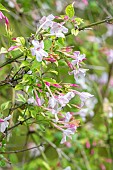 Pink jasmine (Jasminum stephanense) Breeder : Thomas Javitt (FRA) 1921