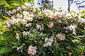 Rhododendron Virginia Richards, in bloom