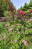 Fortune meadowsweet (Spiraea japonica) Anthony Waterer and Eastern Ninebark (Physocarpus opulifolius) Diable dOr, in bloom