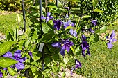 Clematis (Clematis integrifolia) Durandii, flowers