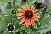 Echinacea Orange Skipper