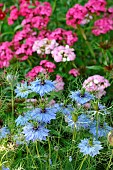 Blue flowers of Nigella (Nigella sp) in a flower bed