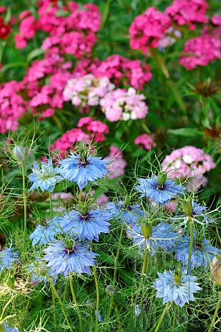 Blue_flowers_of_Nigella_Nigella_sp_in_a_flower_bed