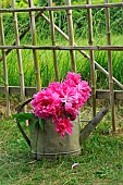 Peonies (Paeonia sp) in a zinc watering can in a country garden in front of a bamboo fence