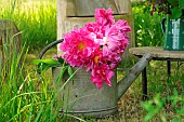 Peonies (Paeonia sp) in a zinc watering can in a country garden