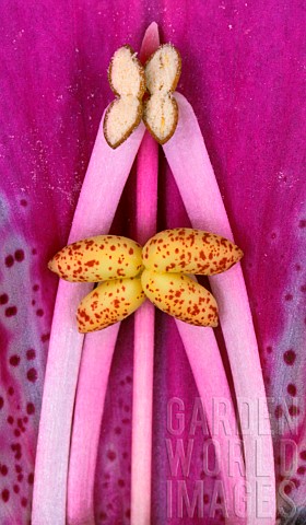 Inside_a_flower_of_Purple_Foxglove_Digitalis_purpurea