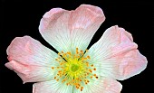 Dog Rose (Rosa canina) flower on black background