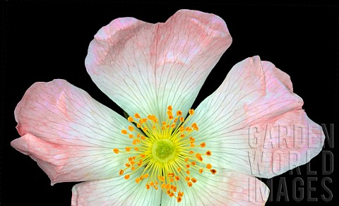 Dog_Rose_Rosa_canina_flower_on_black_background