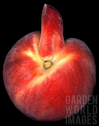 Peach_with_outgrowth_on_black_background