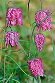 Common Fritillary (Fritillaria meleagris). Habitat: Moist grasslands, up to 1200m, Béarn, Atlantic Pyrenees, France