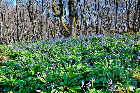 Pyrenean_squill_Scilla_liliohyacinthus_Blooms_before_the_trees_leaves_appear_Habitat_beech_forests_B