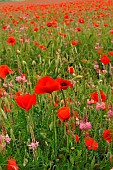 Flowering field with Common Sainfoin (Onobrychis viciifolia) and Poppies (Papaver rhoeas)