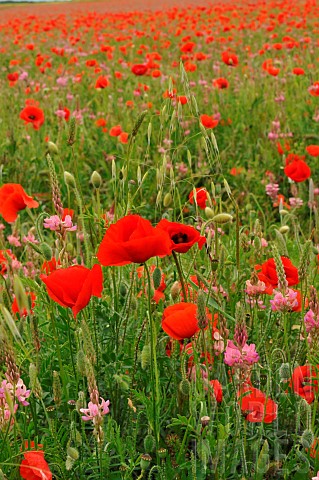 Flowering_field_with_Common_Sainfoin_Onobrychis_viciifolia_and_Poppies_Papaver_rhoeas